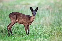 Dieses junge Reh, das durch sein sehr dunkles Fell auff&auml;llt, hat Bernd Wesner im Gro&szlig;en Torfmoor fotografiert. Schwarze Rehe sind eine Spielart der Natur und im Kreis Minden-L&uuml;bbecke hin und wieder zu sehen. Andernorts sind sie sehr selten.