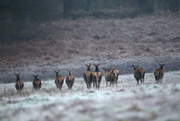 Rehe auf einem frostbedeckten Feld im Richmond Park in London. - © Yui Mok/PA Wire/dpa