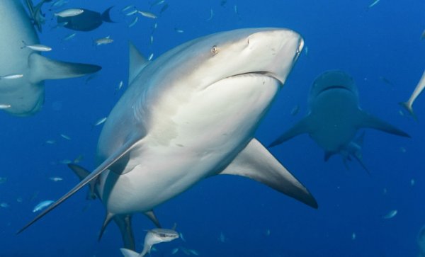 Im Hafen von Sydney hat ein Hai eine Frau attackiert - vermutlich handelte es sich bei dem Raubfisch um einen Bullenhai, der zu den gefährlichsten Haien der Welt gehört. - © Duncan Heuer/Aussie Bubbles/dpa
