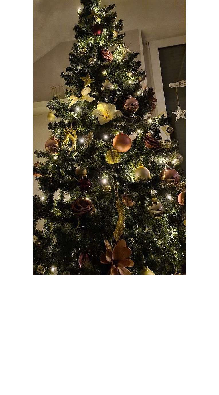 Weihnachtsbäume in Lippe