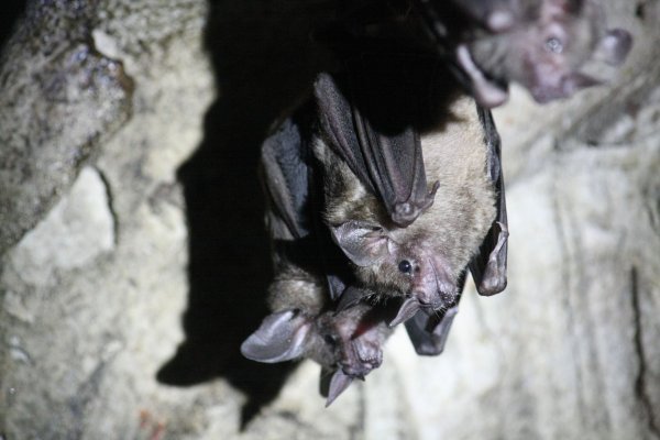 Zum Schutz von Fledermäusen schließt die Stadt Wuppertal einen Tunnel zu Halloween. (Symbolbild) - © Philipp Brandtstädter/dpa