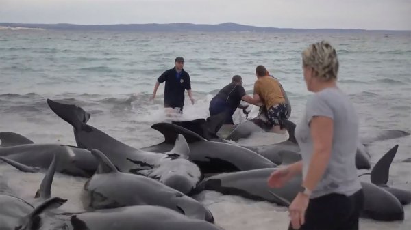 Retter versuchen, den gestrandeten Walen am Cheynes Beach östlich von Albany zu helfen. - © Uncredited/Australian Broadcasting Corp./AP/dpa