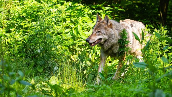 Die Wolfpopulation stagniert in Deutschland auf recht hohem Niveau. - © Philipp Schulze/dpa