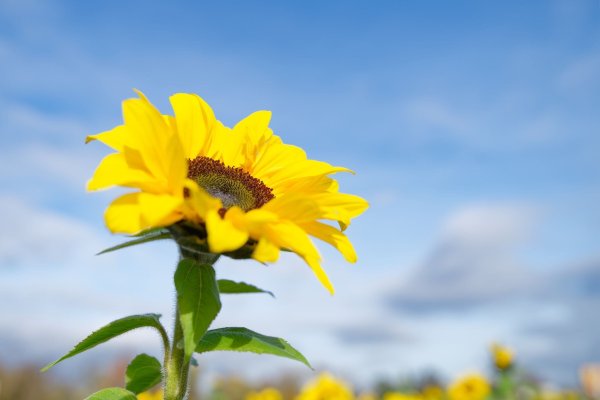 Besonders der Süden profitiert von der Wetterlage. - © Uwe Anspach/dpa