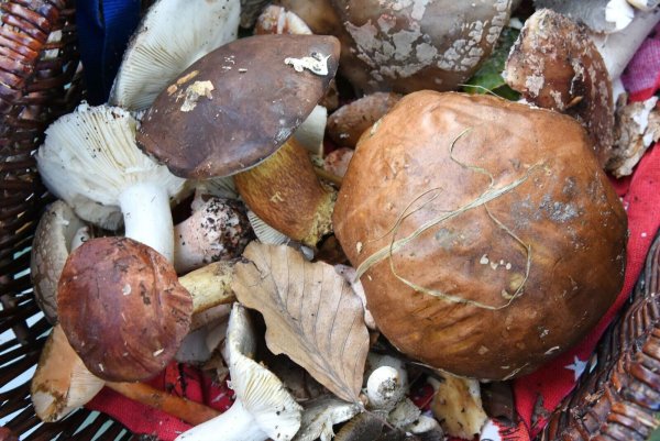 Auch fast 40 Jahre nach dem Reaktorunfall von Tschernobyl sind manche Wildpilze noch radioaktiv belastet. (Symbolbild) - © Waltraud Grubitzsch/dpa-Zentralbild/dpa