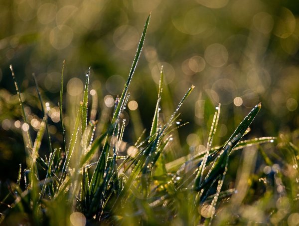 Mähen im Herbst ist wichtig, denn der Rasen sollte im Winter nicht zu lang sein. - © Patrick Pleul/dpa/dpa-tmn