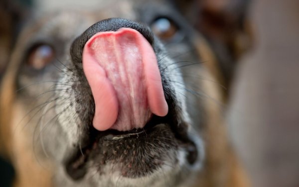 Hat der Hund vom Plätzchenteller genascht, sollte man ihn 24 Stunden lang gut beobachten, ob sich Vergiftungserscheinungen zeigen. - © Sven Hoppe/dpa/dpa-tmn