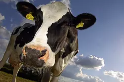 - &copy; Archivfoto: dpa