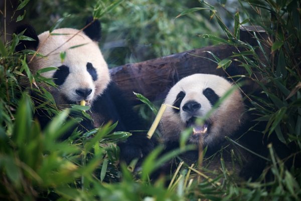 Pandabären ernähren sich am liebsten von Bambus. - © Sebastian Gollnow/dpa