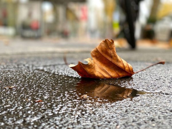 Ein Blatt liegt neben einer kleinen Pfütze auf der beliebten Einkaufsstraße Königsallee in Düsseldorf. - © Henrich Linda/dpa
