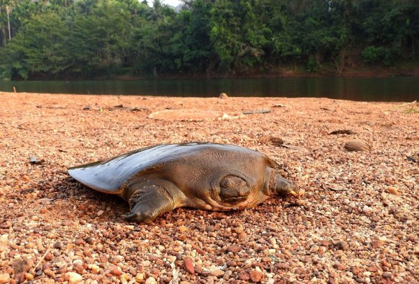 Cantors Riesen-Weichschildkröten sind in Flüssen Süd- und Südostasiens heimisch. - © Ayushi Jain/Oryx/dpa