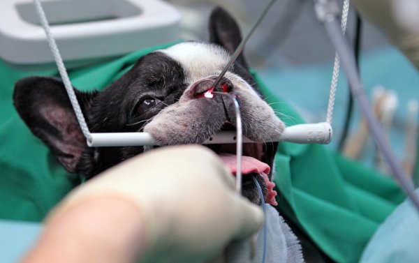 Operation eines Hundes - © Foto: Jan Woitas