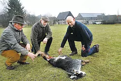 Die Landwirte in Barntrup suchen nach dem Angreifer auf mehrere Zwergziegen. Derzeit gehen die Experten von einem Wolfsangriff aus. Die Attacke beunruhigt das 400 Seelen Dorf. - © Lüdeking