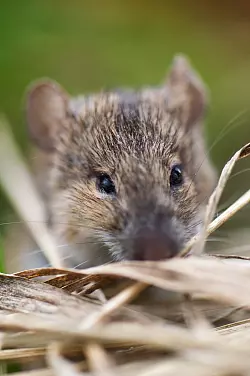 Feldmaus - &copy; Foto: Arno Burgi/dpa-Zentralbild/dpa