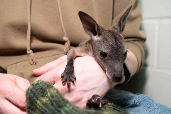 Das Känguru-Baby «Mäuschen» lebt ein im Stralsunder Zoo derzeit in einem Jutebeutel. - © Stefan Sauer/dpa