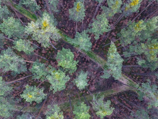 Viele vor wenigen Jahren gepflanzte Buchen stehen mit braunen Blättern in Bodennähe in einem über die nächsten zwei Jahrzehnte absterbenden Kiefernwald. - © Daniel Löb/dpa