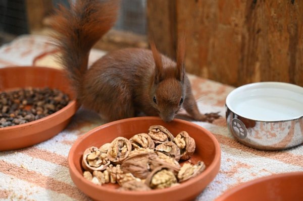 Es gibt Futter - ein Eichhörnchen kann sich in einer Auffangstation in Teltow an Walnüssen bedienen. - © Katharina Kausche/dpa