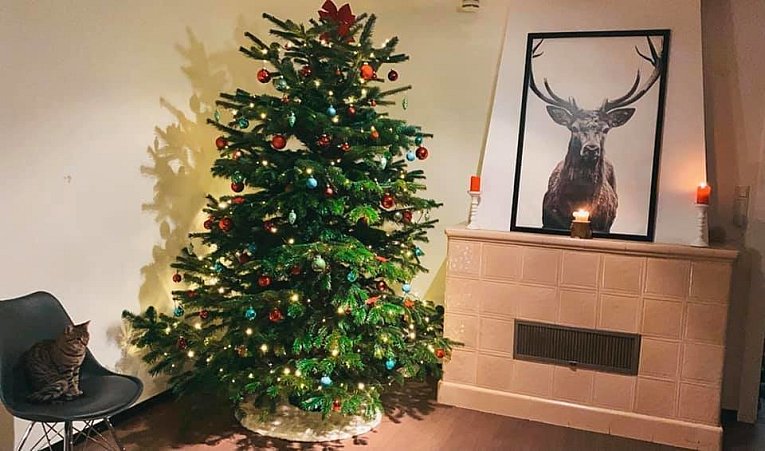 Weihnachtsbäume in Lippe