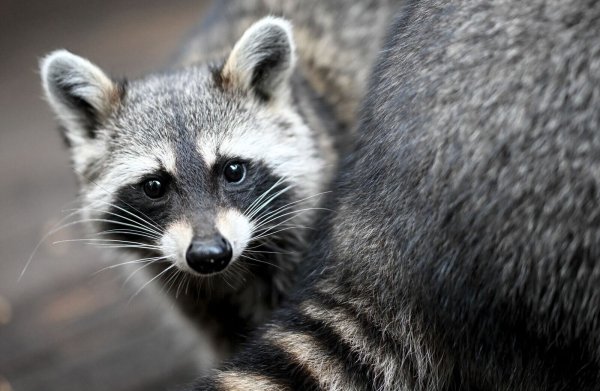 Ein Waschbär sitzt in seinem Gehege des Vereins «Hauptsache Waschbär e.V.» in Berlin. - © Britta Pedersen/dpa/Symbolbild