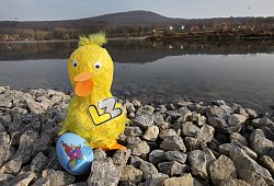 Wo versteckt sich Patrick? - Vera Gerstendorf-Welle