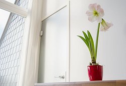 Eine bl&uuml;hende Amaryllis (Hippeastrum-Hybride) - Andrea Warnecke/dpa-tmn