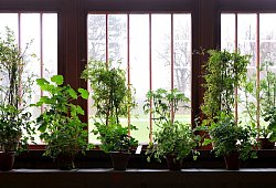 Pflanzen in ihrem Winterquartier - Martin Schutt/dpa/dpa-tmn