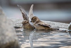 Spatzen sitzen im Wasser - Frank Rumpenhorst/dpa/dpa-tmn