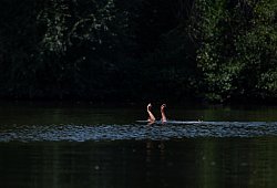 Eine Schwimmerin streckt die Hände aus dem Wasser - Fabian Sommer/dpa/dpa-tmn