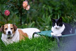 Hund und Katze in einem Garten - Monika Skolimowska/dpa