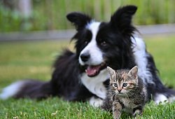 Hund und Katze - Patrick Pleul/dpa