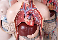 Das Anatomische Modell eines Menschen mit dem Herz in der Mitte - Emily Wabitsch/dpa/dpa-tmn
