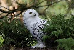 Schneeeule - Symbolbild: Pixabay