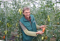 Carsten Schumacher freut sich über den guten Fruchtansatz bei der Flaschentomate "Pozzano". - Ingrun Waschneck