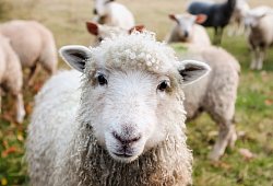 Tierischer Einsatz - Pixabay