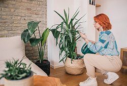Eine Frau pflegt ihre Zimmerpflanzen - Zacharie Scheurer/dpa-tmn