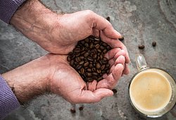 Ein Mann hält Kaffeebohnen in den Händen - Christin Klose/dpa-tmn