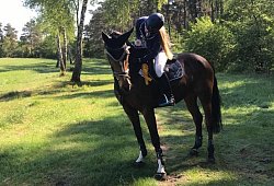 Springpferd - Privat