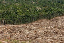 Deutschland fordert Kampf gegen Umweltkriminalit&auml;t - Marcelo Sayao/epa efe/dpa