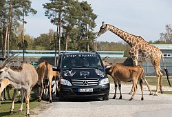 Coronavirus - Safariland Stukenbrock öffnet wieder - Friso Gentsch/dpa