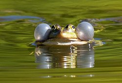 Wasserfrosch - Soeren Stache/dpa-Zentralbild/ZB