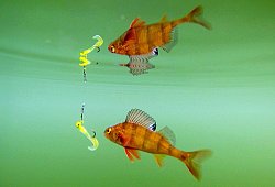 Kleiner Barsch nähert sich dem künstlichen Köder eines Anglers - Julian Stratenschulte/dpa/dpa-tmn