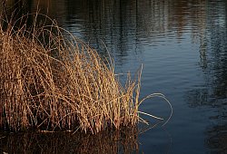 Der Hund wurde im Teich an den Heeper Fichten entsorgt. - Symbolfoto: Pixabay