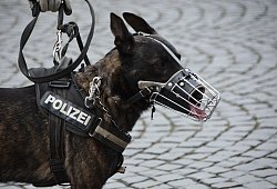 Polizeihund - Symbolbild Pixabay