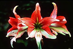 Amaryllis - Marion Nickig/dpa-tmn
