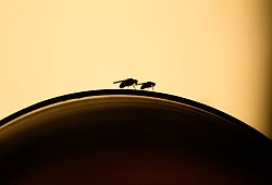 Fruchtfliegen sitzen auf einem Weinglas - Klaus-Dietmar Gabbert/dpa-tmn