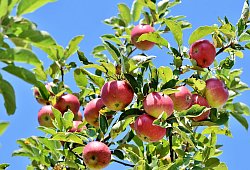 Apfelbaum - Symbolbild: Pixabay