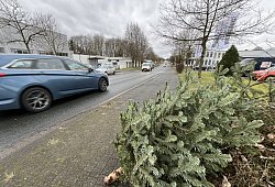 Weihnachtsb&auml;ume liegen an der Stra&szlig;e - Archivfoto: Till Brand