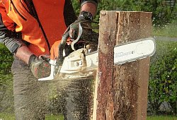 Baumfällarbeiten - Symbolbild: Pixabay
