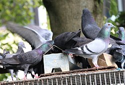 muk: Initiative Paderborner Stadttauben gegen F&uuml;tterungsverbot - Symbolfoto: Rajkumar Mukherjee