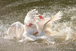 Zwei Gänse streiten auf der Lahn - Thomas Frey/dpa/dpa-tmn